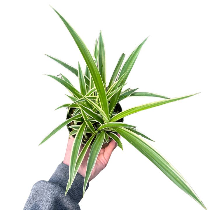Flow State - Wholesale Live Plant - 4" Spider Plant (Chlorophytum comosum) Grower's Choice