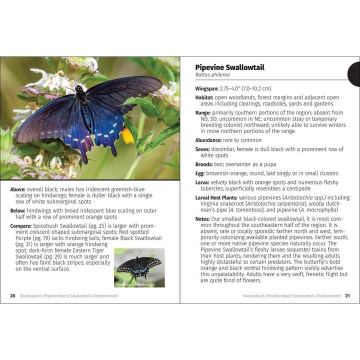 AdventureKEEN - Wholesale Nature & Outdoors - Butterflies of the Midwest Field Guide1