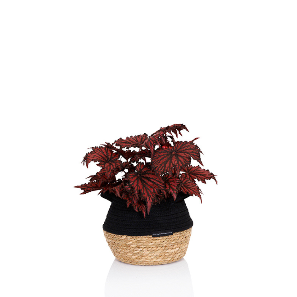 The Little Botanical - Wholesale Live Plant - Living Begonia Beleaf7