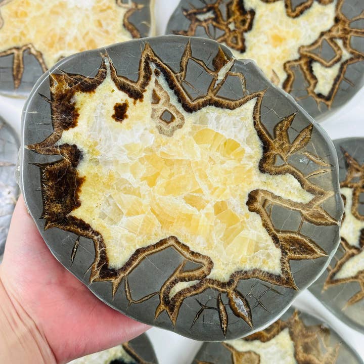 Utah Septarian Crystal Stone Coaster YOU CHOOSE for wholesale by Rock Paradise