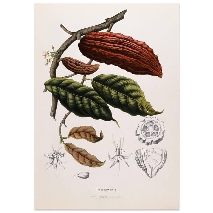 Theonroma cacao per la vendita all'ingrosso da parte di Maison de Paloma