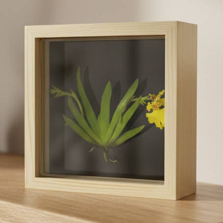 bloomify - Wholesale Echte plant - Bloomify Live Orchid Picture met frame, onderhoudsvrije orchidee, Psygmorchis Pusilla, Live Green wanddecoratie, bloeiend, geen groene vingers nodig, ideaal voor op het werk, thuis, wanddecoratie, uniek cadeau.0