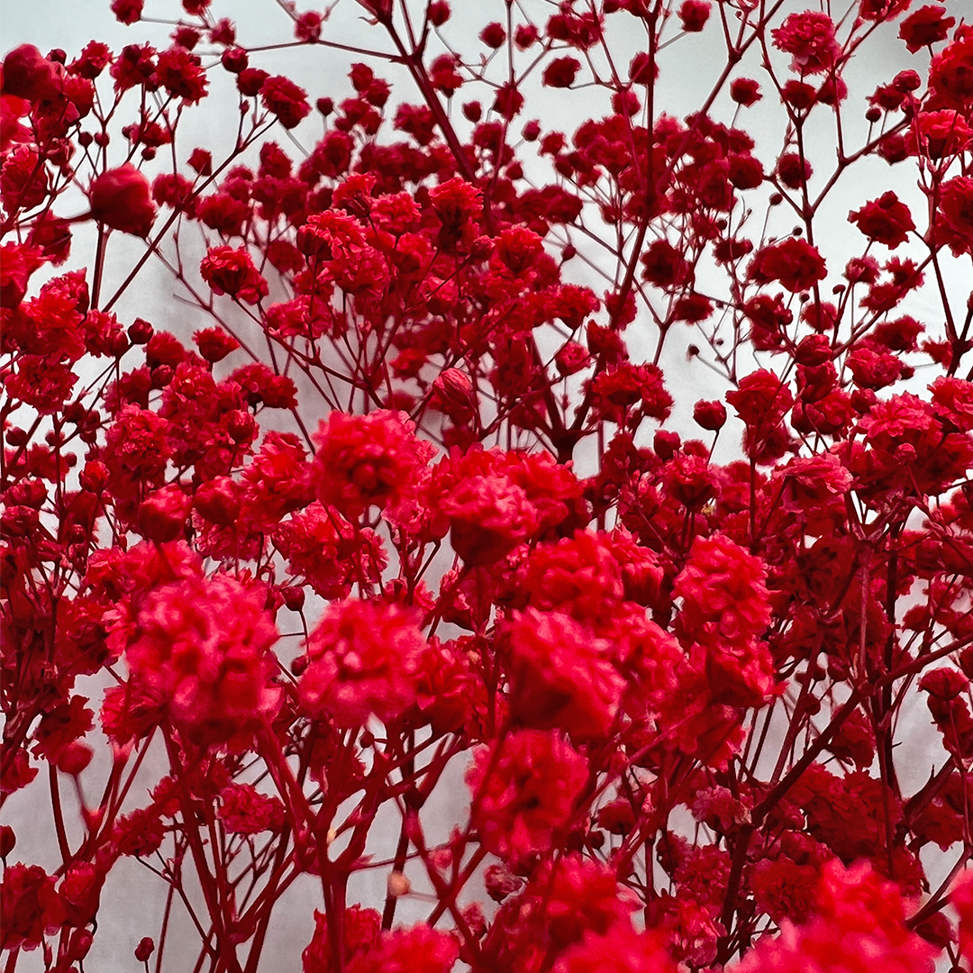 2626 Designs - Wholesale Dried/Pressed Flowers - Preserved Gypsophila, Baby's Breath,24" long24