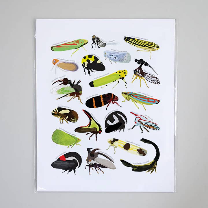 Tipos de saltamontes - Lámina educativa de arte natural para venta al por mayor de Beehive 95 Designs