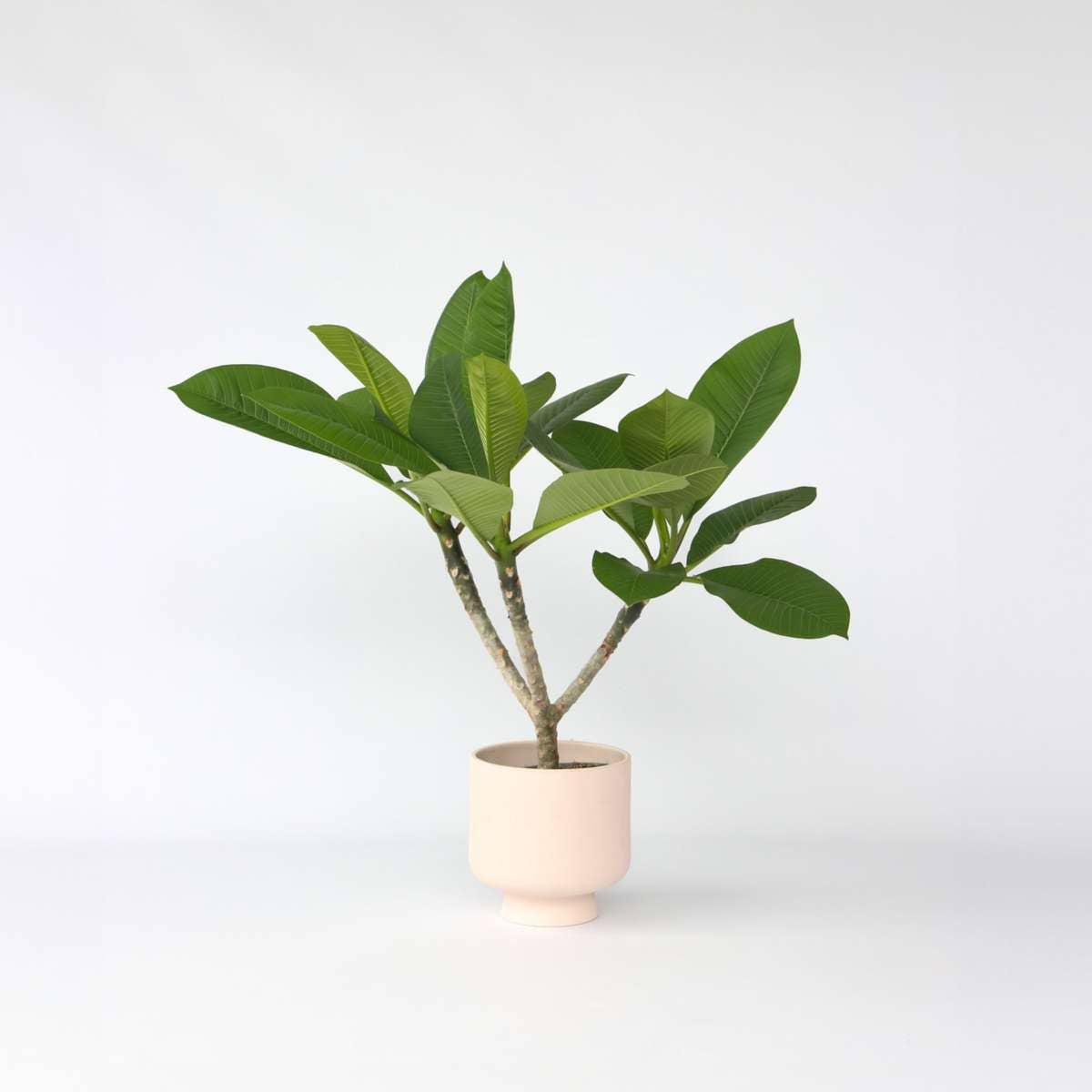 Oasis of Life - Vendita all'ingrosso Piante vive - Palma delle Hawaii Frangipani – Plumeria rubra – Altezza 45–55cm – Ø17cm – Pianta tropicale con fiori profumati – Albero del tempio – Pianta d'appartamento esotica per luoghi soleggiati1