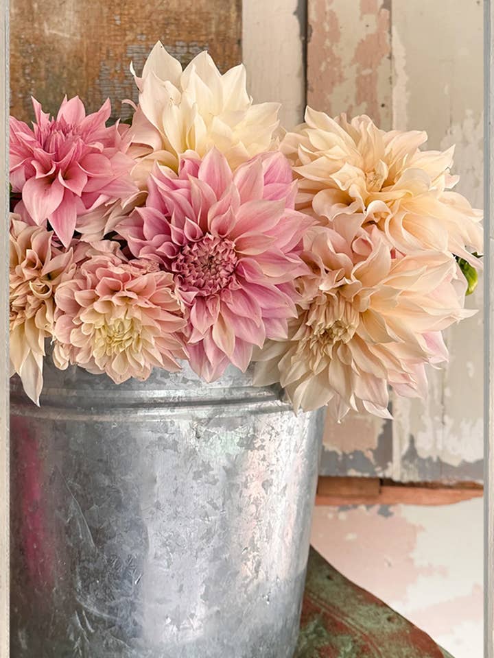 Dahlias 243 for wholesale by Jill Mason Art