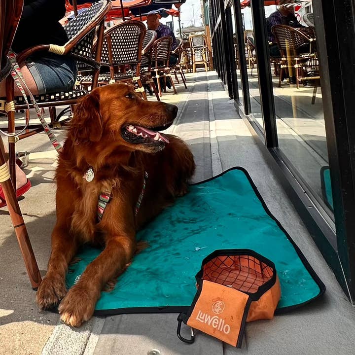 LUWELLO, LLC – Großhandel Futternapf – Katze/Hund – Zusammenklappbarer Reise-Wassernapf6