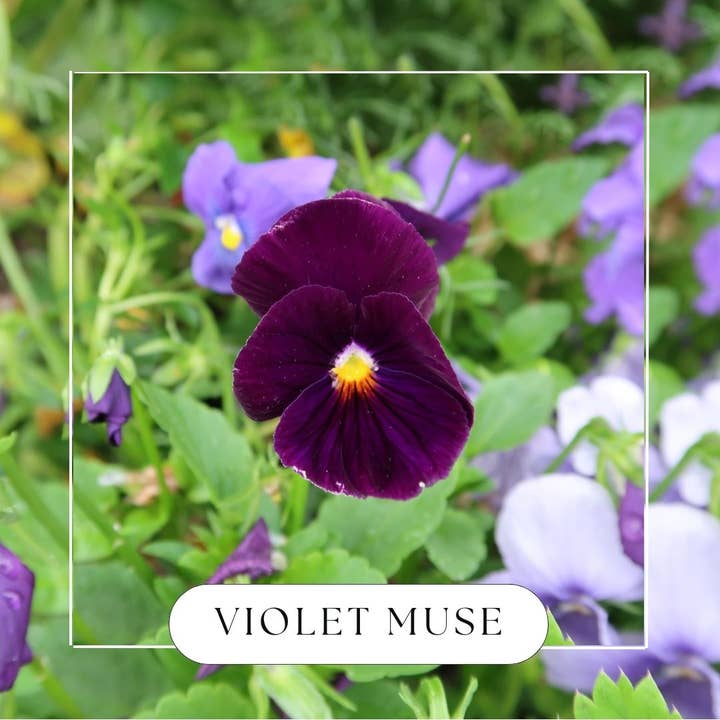 Violet Muse Hanging Reed Diffuser for wholesale by Made by Charlee