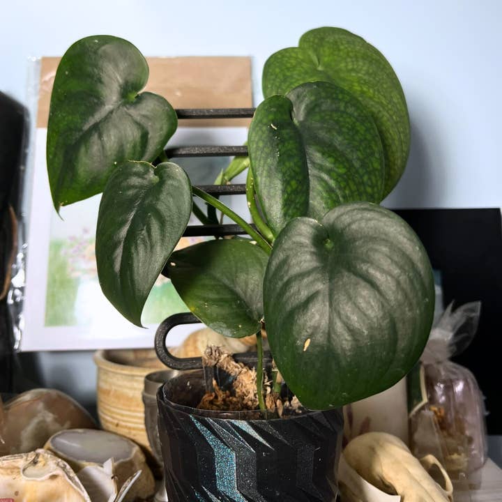 Floraform Creations - Wholesale Trellis - Plant Ladder for Small Houseplants6