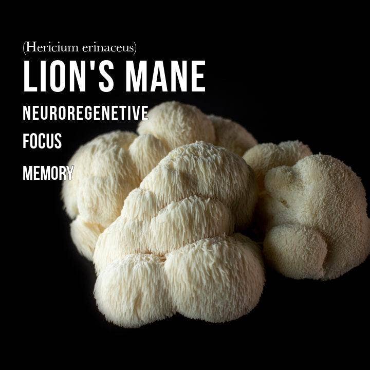 Vesper Mushrooms - Wholesale Sports/Energy Drink - Myco Mushroom Energy4