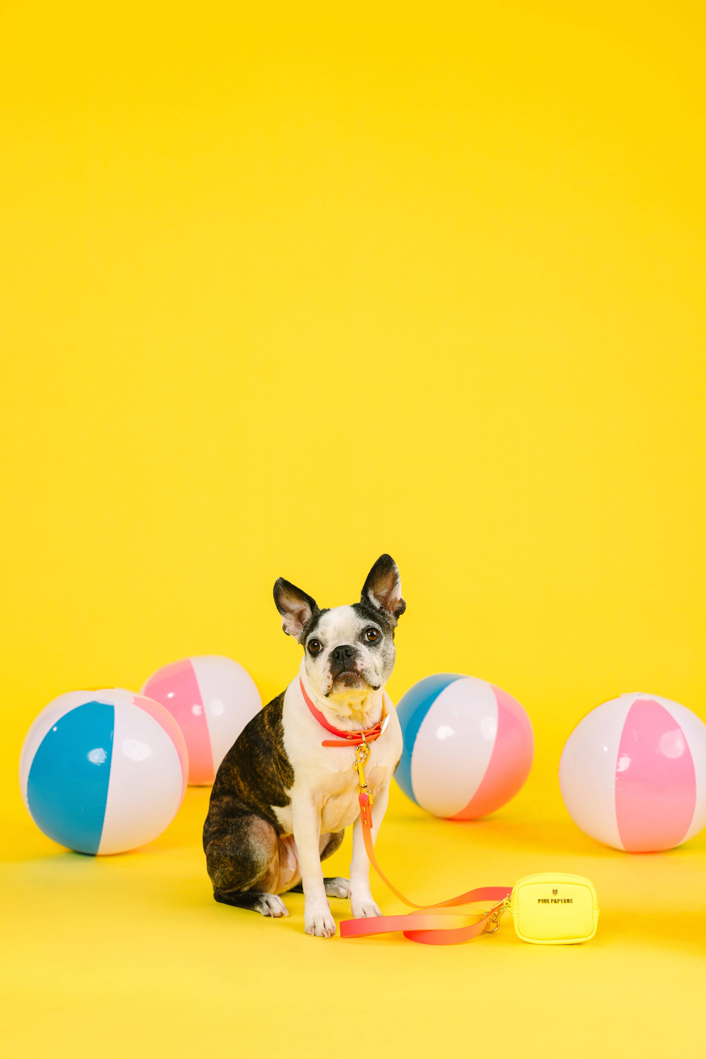 Pink Papyrus | Premium, Durable, & Stylish Dog Products – coleira - Cão por atacado – Coleira para Cão à Prova de Água e Fácil de Limpar Katelin All Weather20