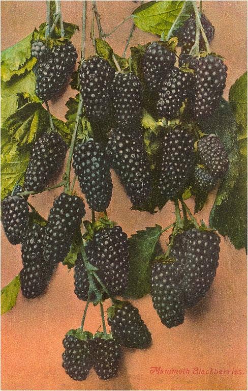 Found Image Press - Wholesale Magnet - Magnet FR-29 Blackberries0