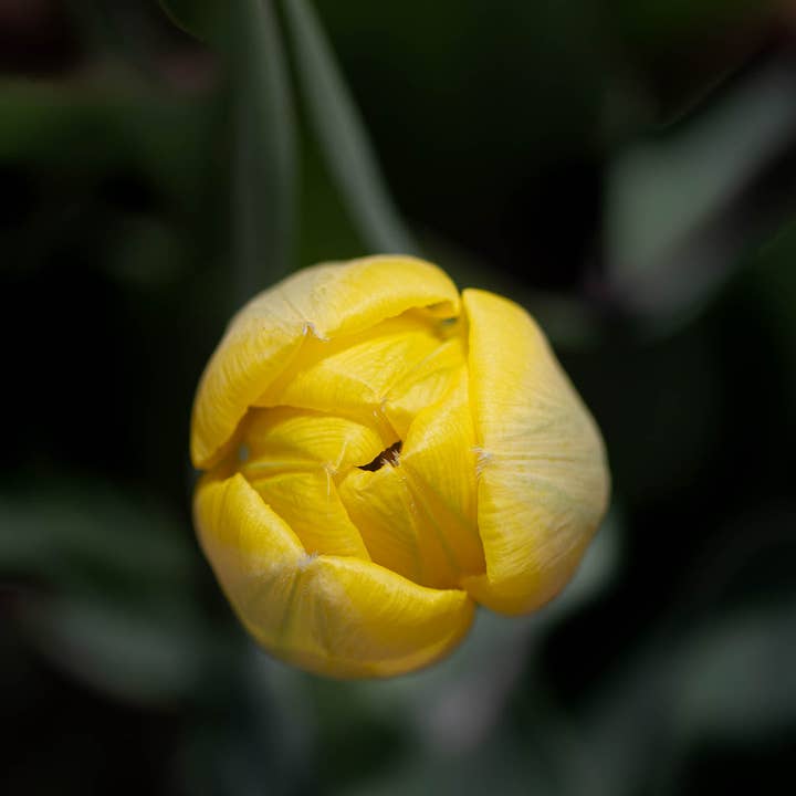 Tulip Fine Art Photography Multi-Size Wall Decor Print for wholesale by Hope Decor