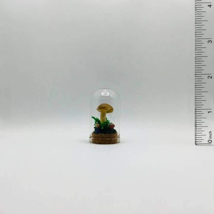 Barattolo di Curiosità con Funghi Veri 1,75" #596 per la vendita all'ingrosso da parte di Fungus Farm LLC