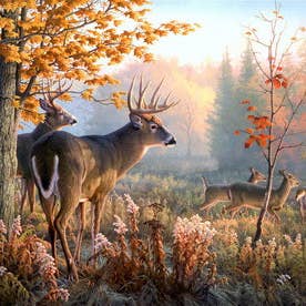 Deer Square 50x60 for wholesale by Art for Anxiety