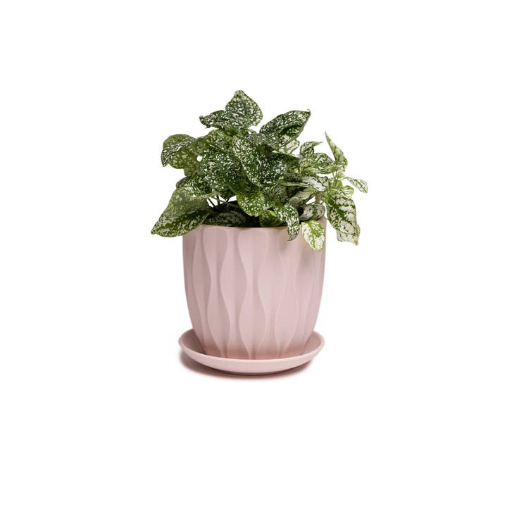 Chive - Wholesale Plant Pot - Virago Planter Pots With Drainage Hole 5 Inch Pot And Saucer38