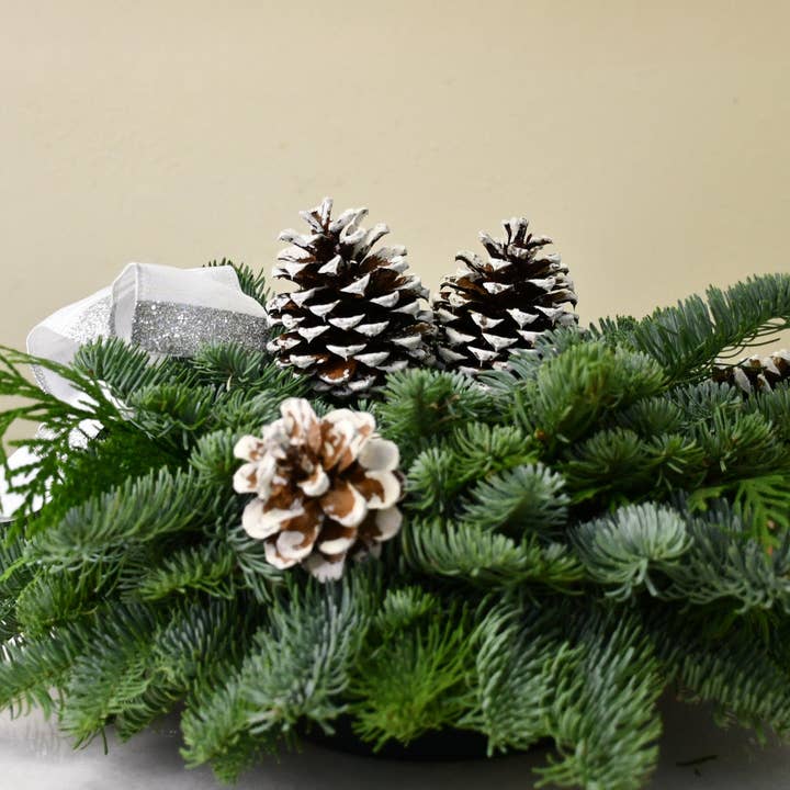 Winterberry Ponderosa for wholesale by Champion Greens Forest farm