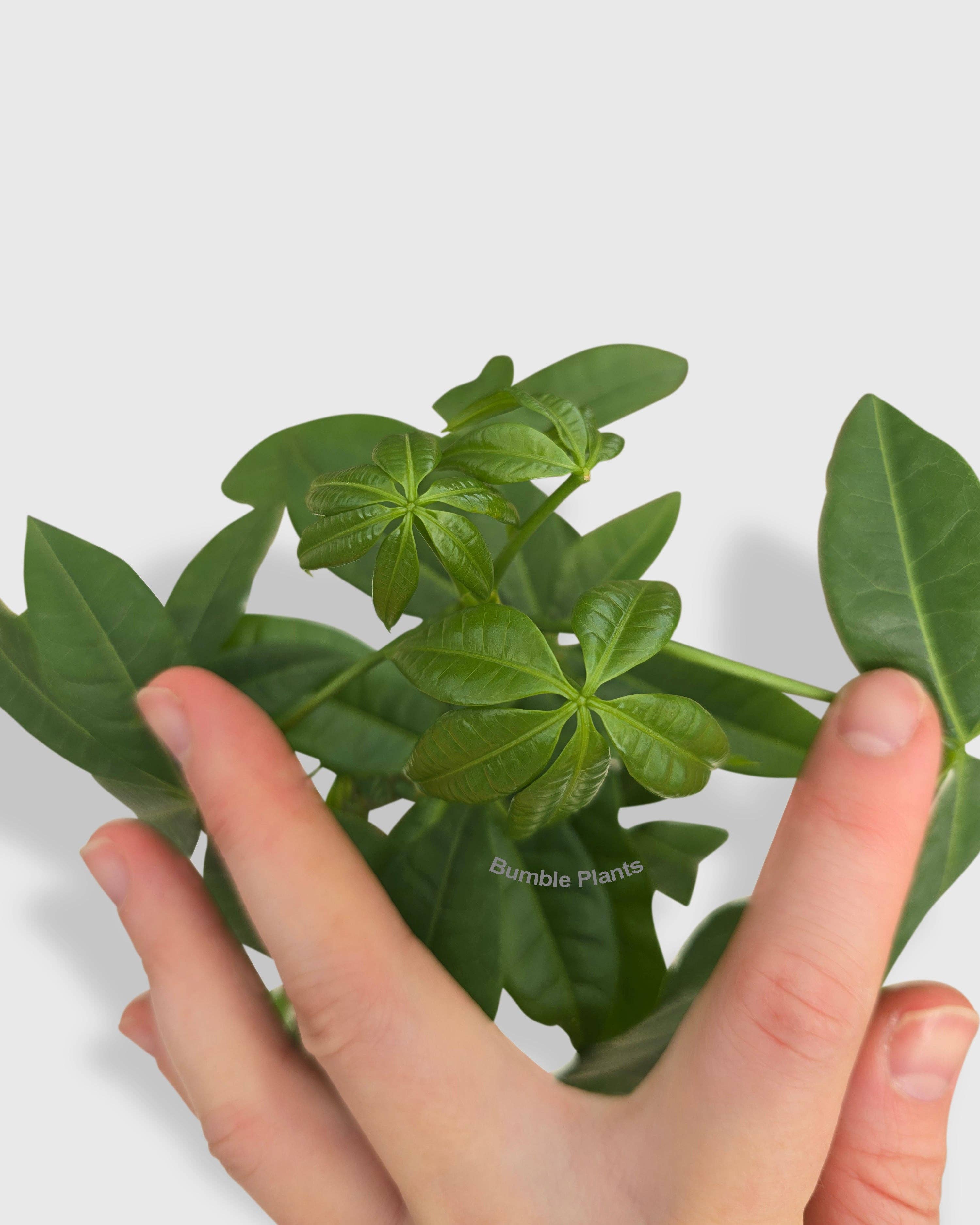 Bumble Plants - Vente Plante - Galon Pachira Money Tree « Châtaigne de Guyane »10