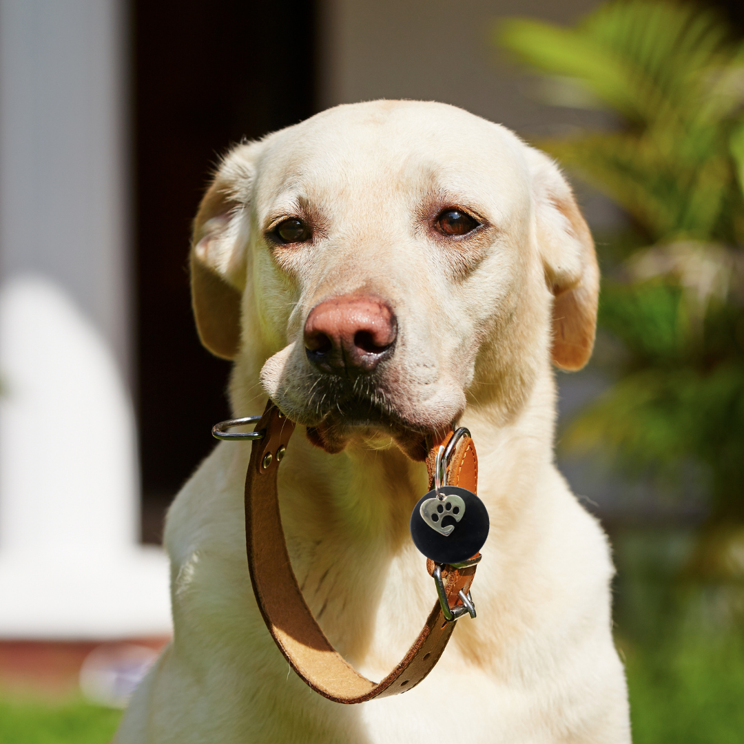 Karelia Creations – wholesale Halsbandsberlock - Katt och hund – Halsbandshänge i shungit för stora XL-hundar | EMF-skydd6