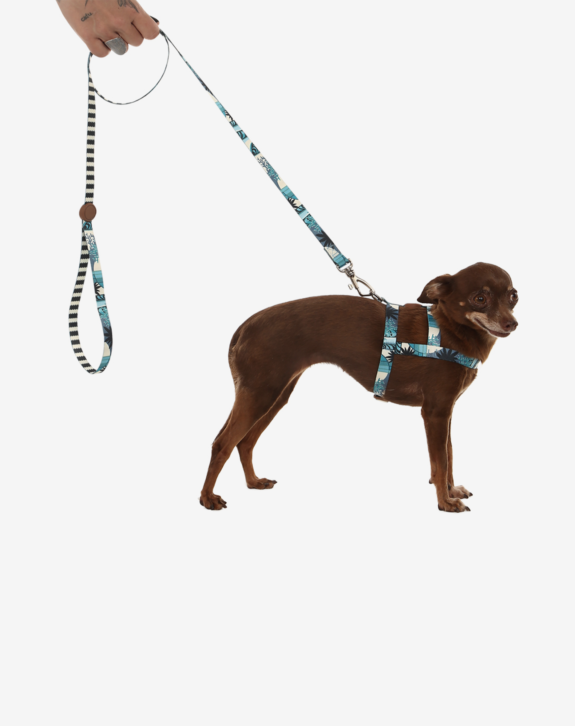 Toh - Wholesale Pet Leash - Dog - Dog Leash S Noronha3