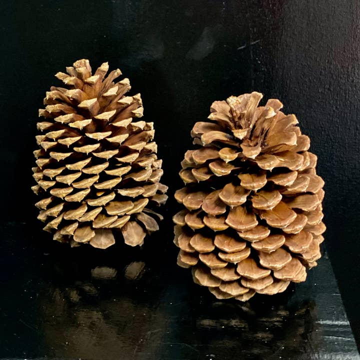 Northwoods Natural Accents - Wholesale Plant Pot - Jeffrey Pine Cones0