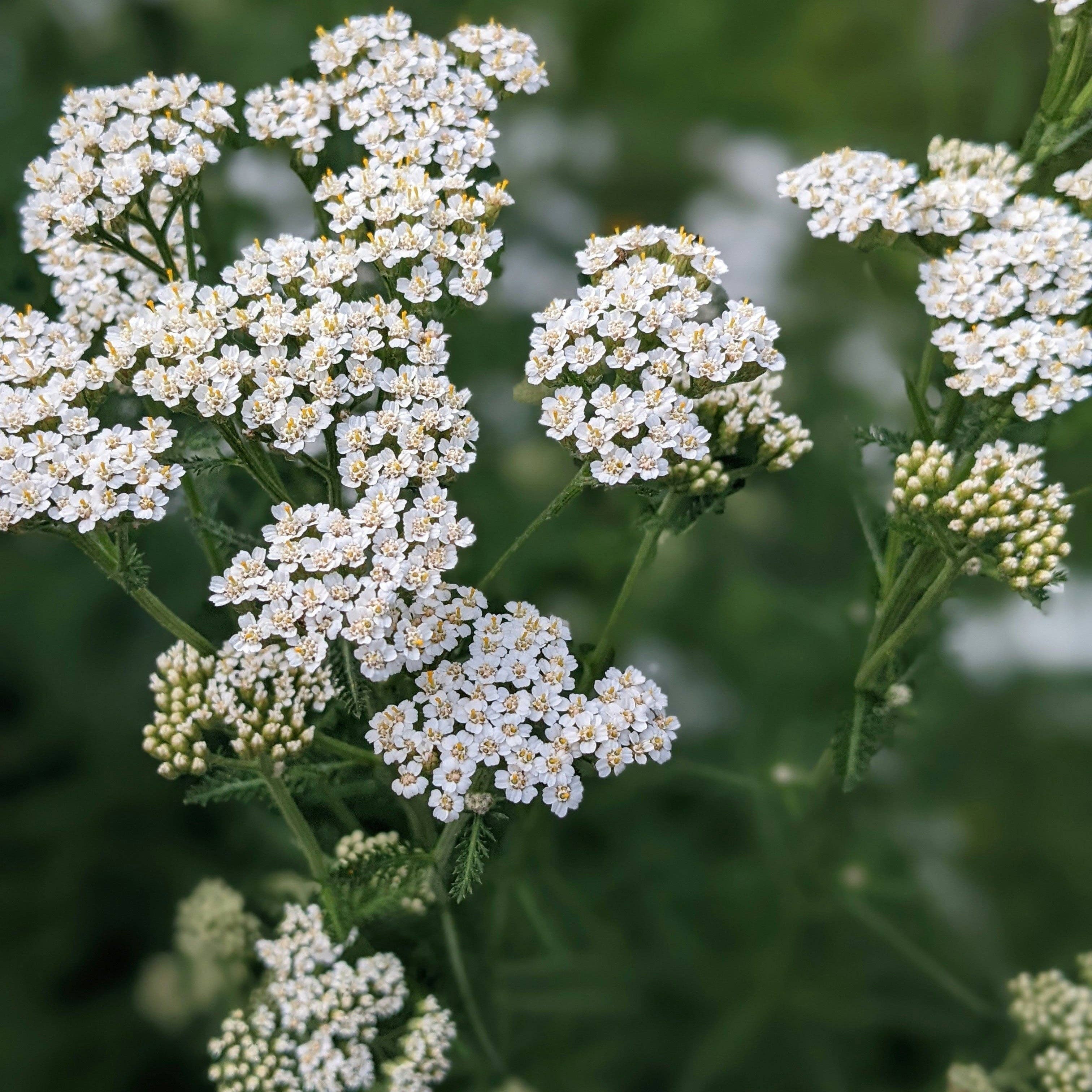 March - Wholesale Hand & Body Lotion - Botanical Hand & Body Lotion1