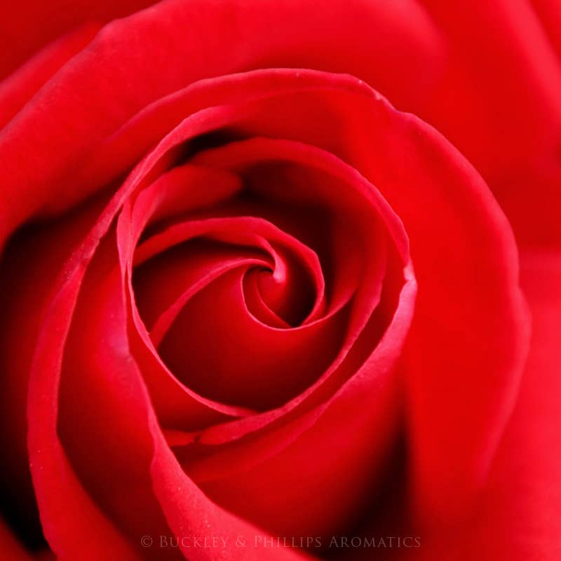 Buckley & Phillips Aromatics - Wholesale Fragrance oil - Rose Fragrance Oil3