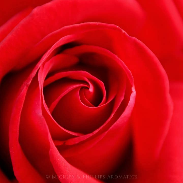 Buckley & Phillips Aromatics - Wholesale Fragrance oil - Rose Fragrance Oil3