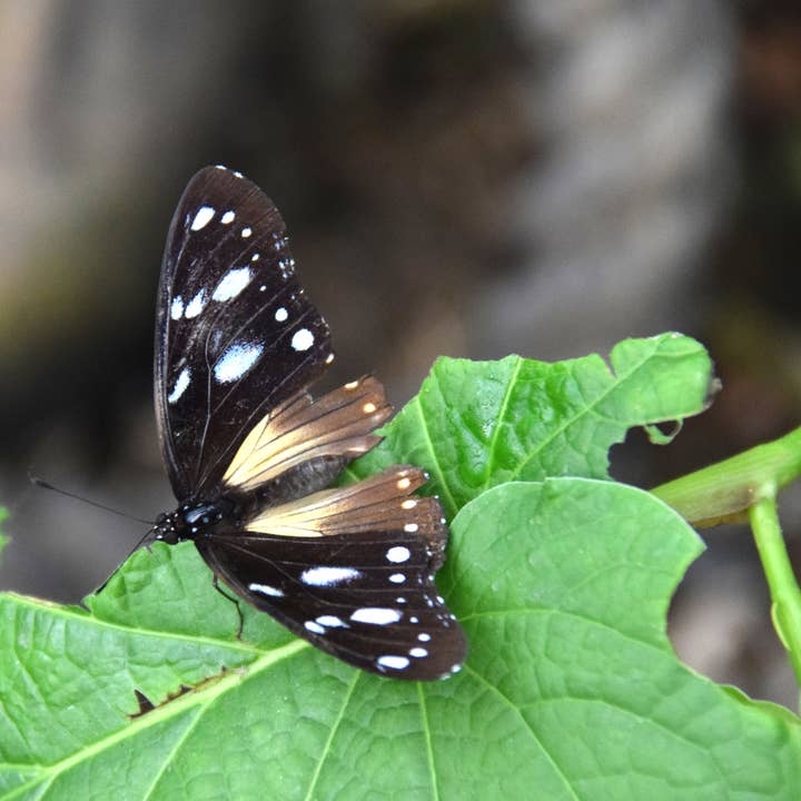 Damocles fjäril A4-utskrift för wholesale av Red Berry Photos