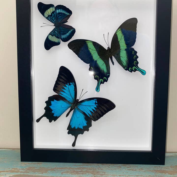 Swallowtail Swirl for wholesale by Newman Art Designs