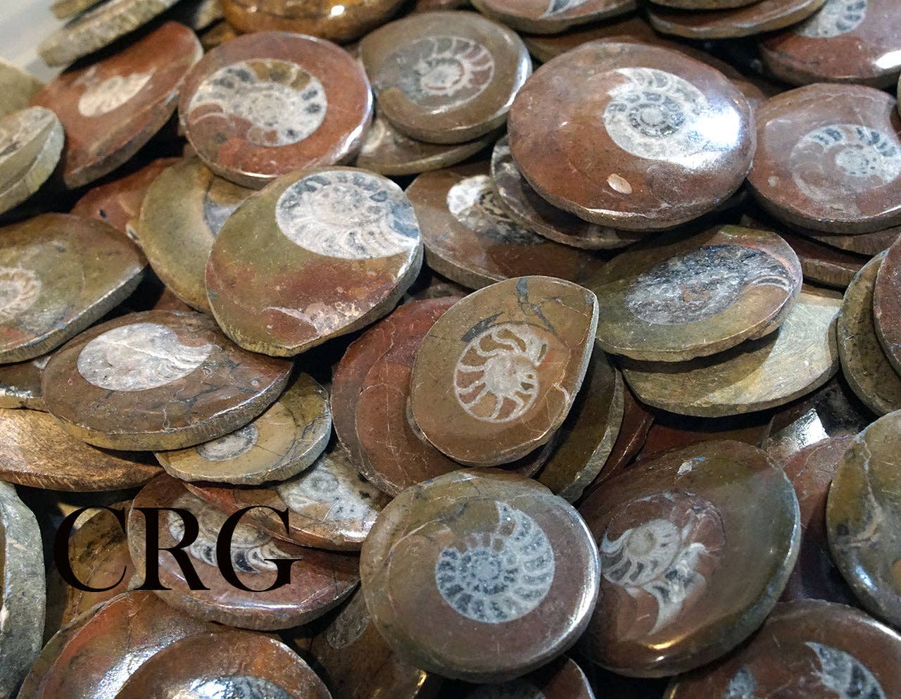 Crystal River Gems LLC - Wholesale Spiritual Stone/Crystal - QTY 1 - Ammonite Buttons with Drilled Hole (1-2" range)