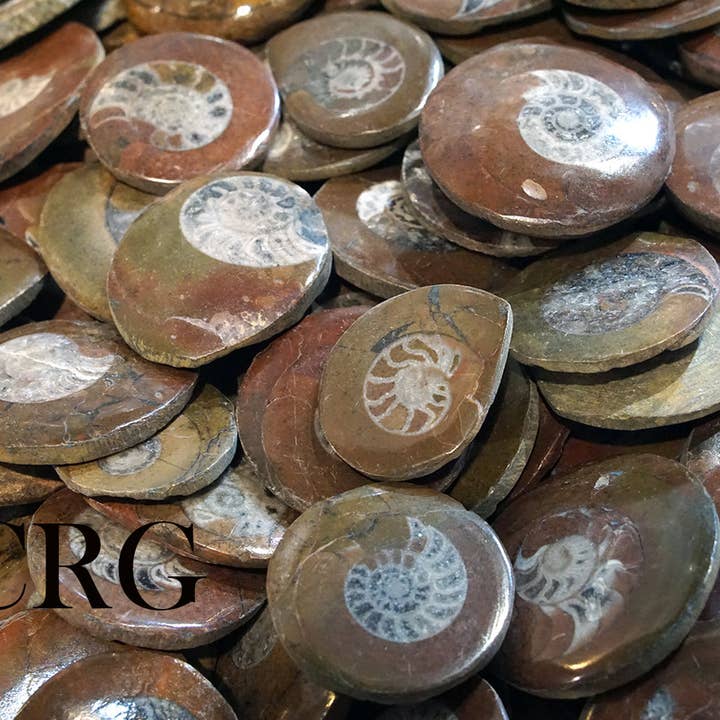 Crystal River Gems LLC - Wholesale Spiritual Stone/Crystal - QTY 1 - Ammonite Buttons with Drilled Hole (1-2" range)0