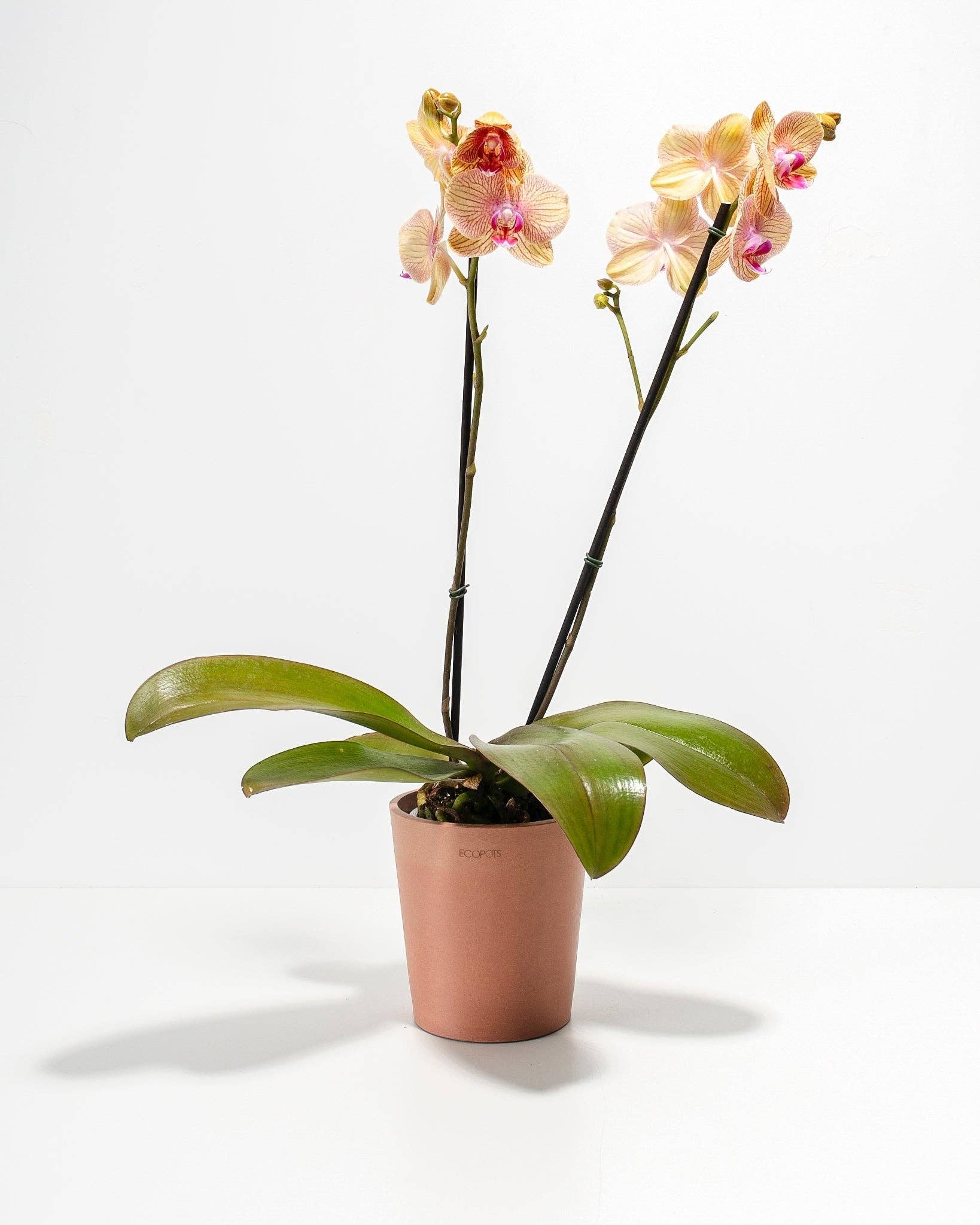 Lively Root - Wholesale Live Plant - Arcadia Phalaenopsis Orchid3