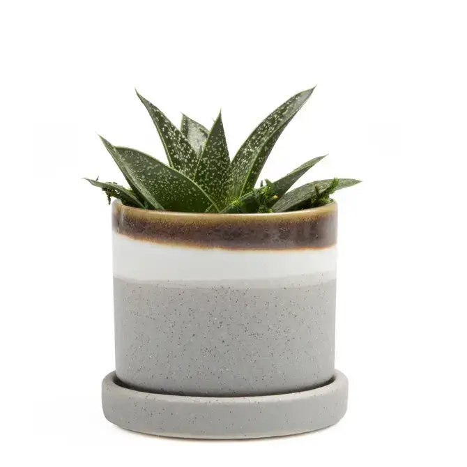 Chive UK - Wholesale Plant Pot - Minute - Glazed Modern Ceramic Pot with Saucer28