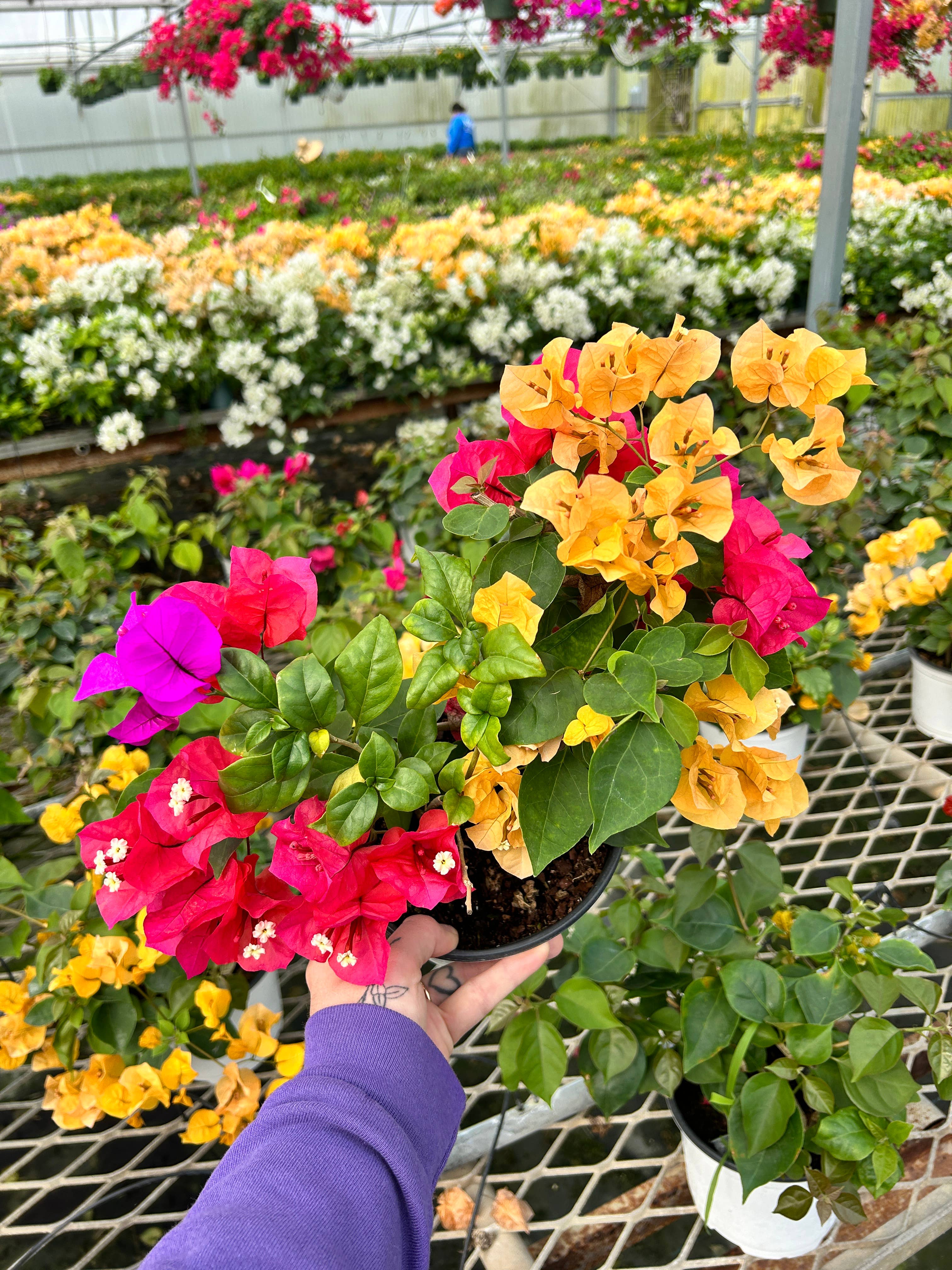 O F Nelson’s - Wholesale Live Plant - 6" Bougainvillea0