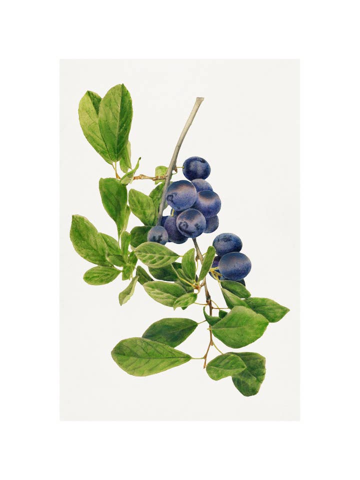 Blommer for engroshandel hos Sweet Tree Cards