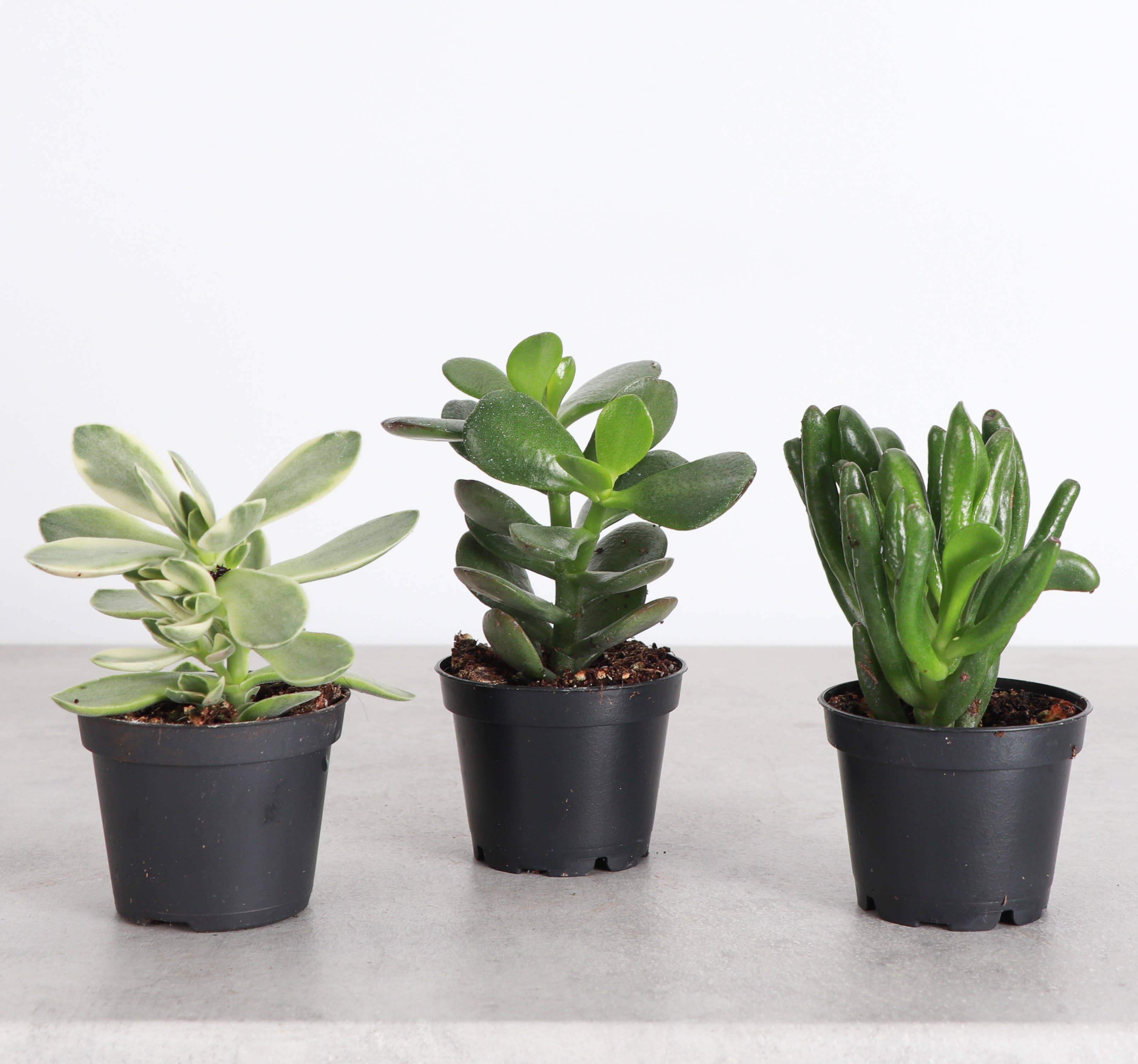 Thorsen's Greenhouse - Wholesale Succulent - Crassula Jade Plant - Assorted -  2" Live Plant1