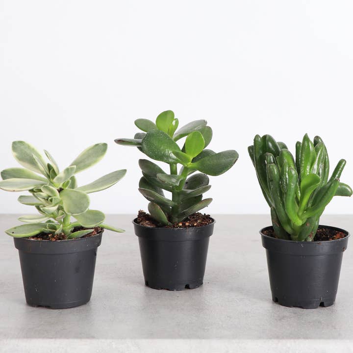 Thorsen's Greenhouse - Wholesale Succulent - Crassula Jade Plant - Assorted - 2" Live Plant1