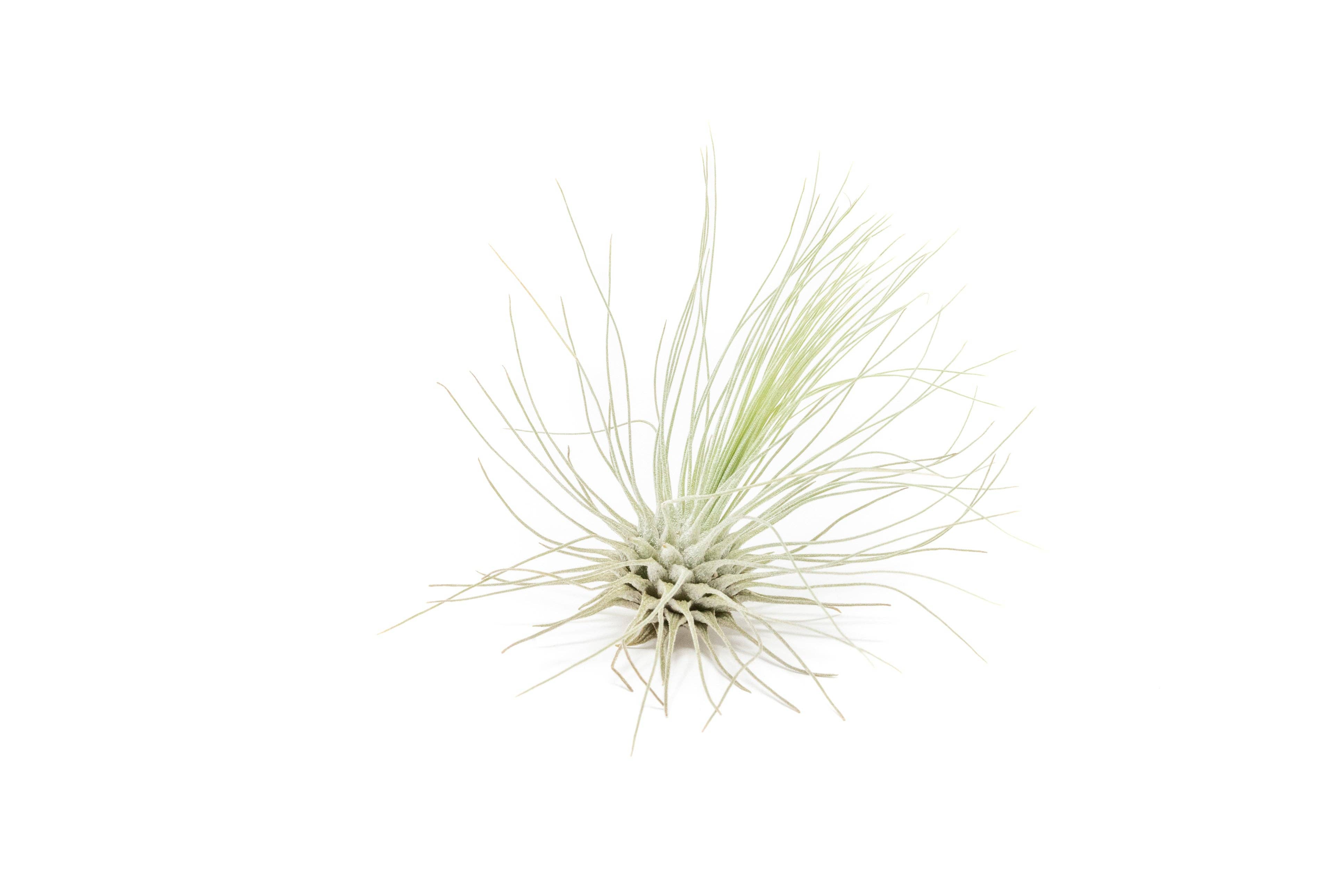 Air Plant Shop - Wholesale Live Plant - Tillandsia Argentea Thin Air Plants2
