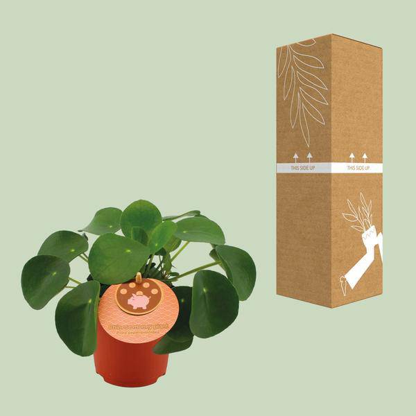 Oasis of Life - Vente Plante - Pilea Peperomioides – Arbre à monnaie chinois – Ø11cm – ↕15cm – Plante d'intérieur à feuilles rondes – Facile d'entretien & décorative – Plante de chance & de prospérité2