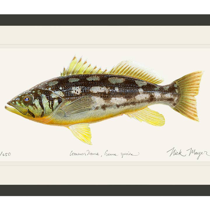Impression en édition limitée Calico Bass I pour la vente par Nick Mayer Art