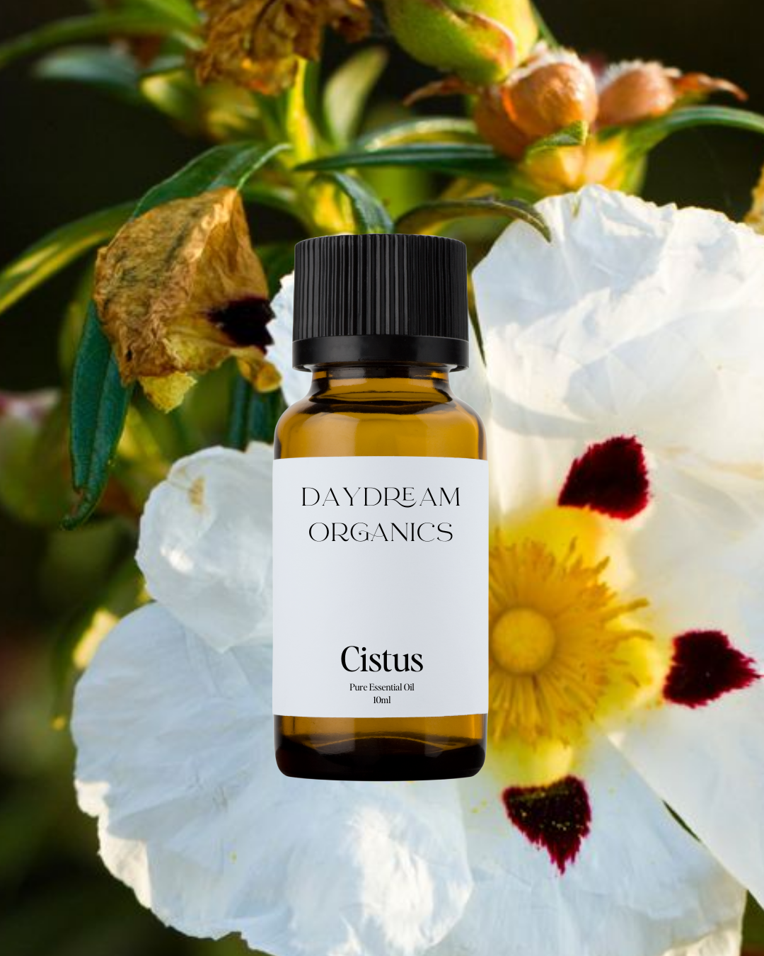 Daydream Organics | Prairie Doctor Brand - Wholesale Essential Oil - Cistus Essential Oil0