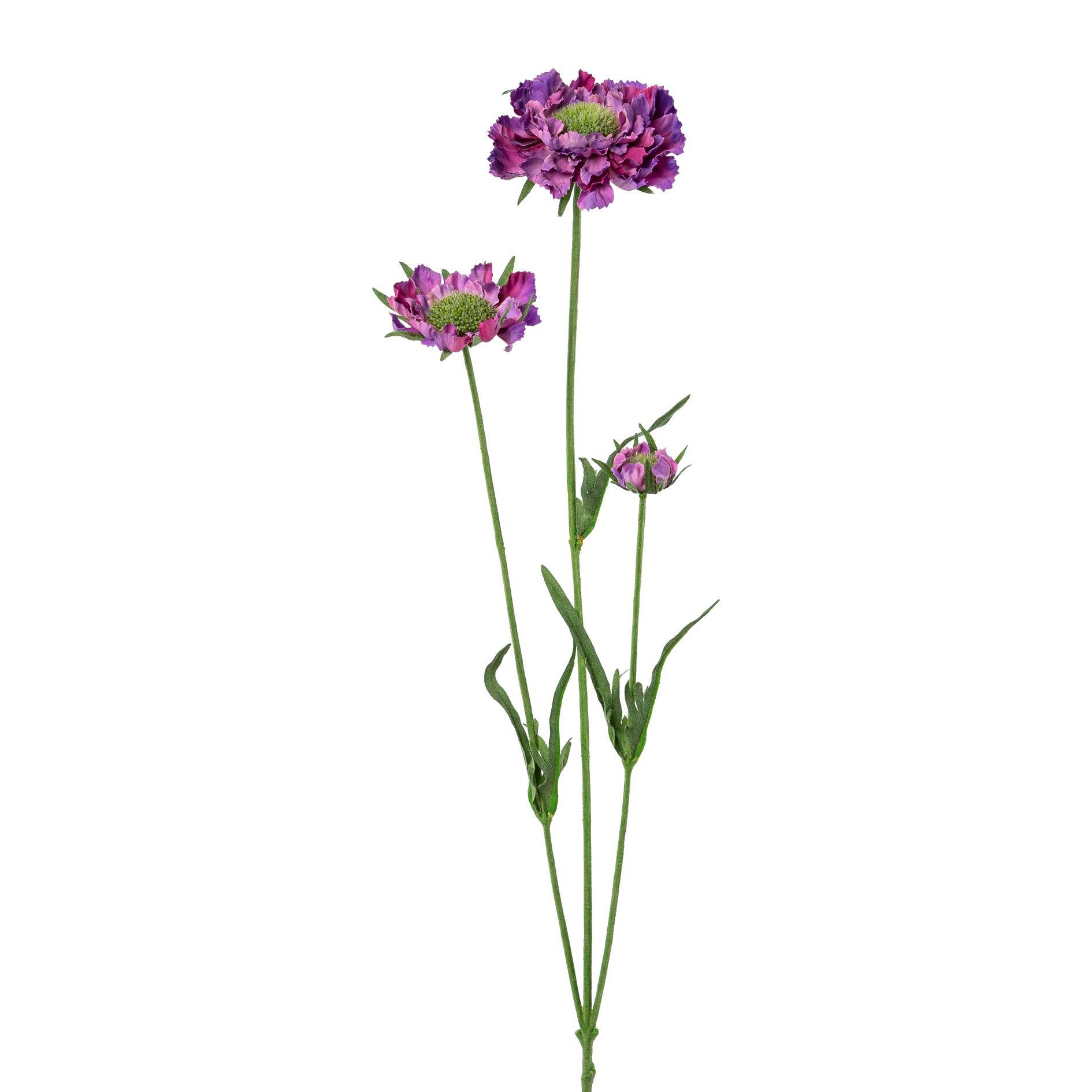 GASPER GmbH - Venta al por mayor Flores artificiales - Scabiosa x3 morada, 64 cm0