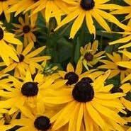 PRE-ORDER Black-Eyed Susan (Rudbeckia Hirta) Live Plant for wholesale by Steep Hill Garden
