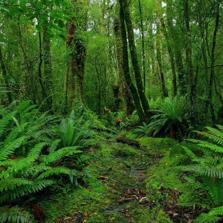 Decayed Rainforest Incense Cones for wholesale by Beaches of Tunisia, LLC