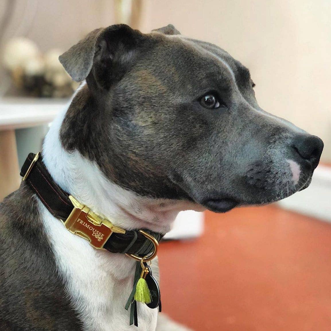 Frimousse Dog – wholesale Pet collar – Dog – “Colonel” military adjustable dog collar7