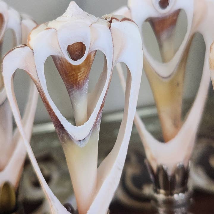 White Tulip Boutique - Wholesale Decorative Tabletop Object - Petite, Sliced Seashell Lamp Finial, Pair1