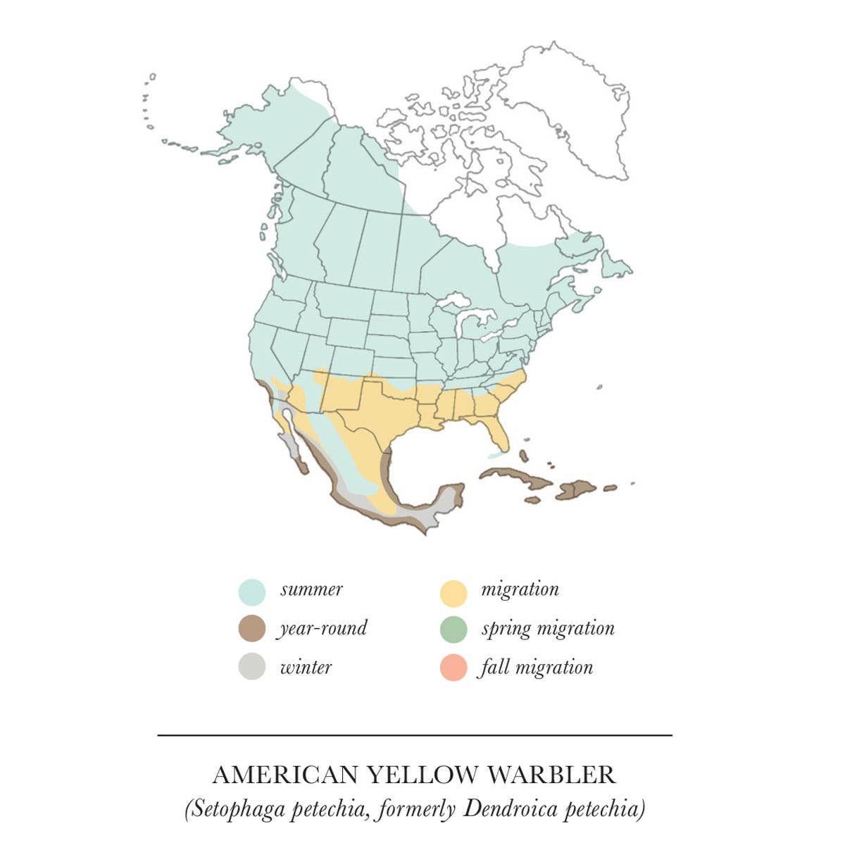 Wild Birds Flying LLC - Vente Carte de vœux classique - Paruline Jaune1