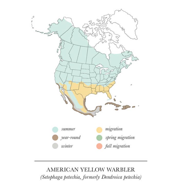 Wild Birds Flying LLC - Vente Carte de vœux classique - Paruline Jaune1