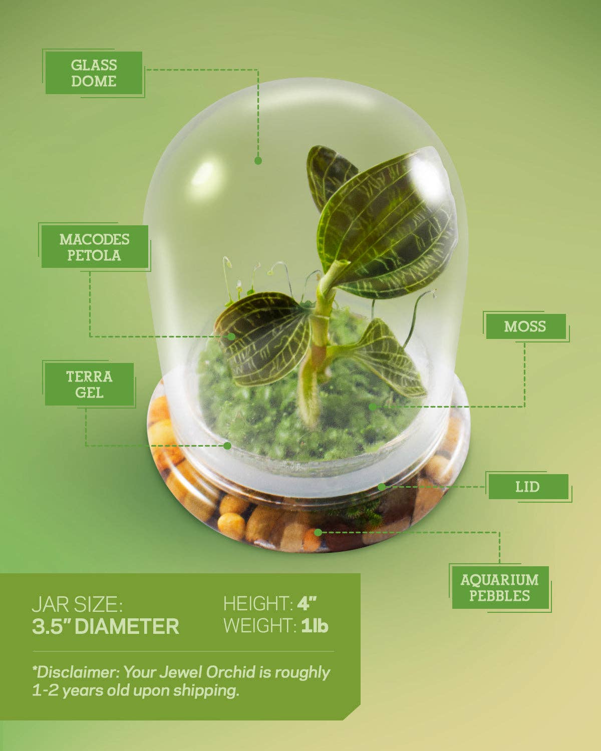 bloomify – Planta viva por atacado – Jewel Orchid Terrarium, Macodes Petola, Grande Presente Único, Garantia de Crescimento 100%2